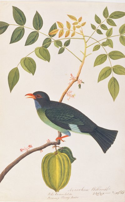 Dollarbird, from Drawings of Birds from Malacca, c.1805-18 by Chinese School